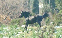 Fiera di u Pratu : Le premier concours national du cheval corse