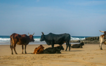 Plage de Mare è Sole : un arrêté préfectoral ordonnant l’abattage de bovins fait polémique
