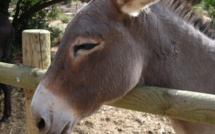 Une pétition pour sauver l'âne de Cartalavone 