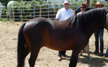 Cavallu Corsu : Le palmarès du concours national