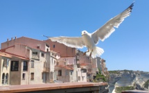 La photo du jour : le goéland de Bonifacio