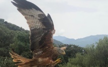 La photo du jour : le repas du Milan de Balagne