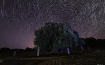 La photo du jour : l'olivier millénaire de Filitosa dans la nuit