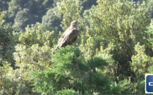 Le bonjour du rapace de la vallée de Lota