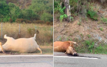 Deux vaches abattues sur les bords de la route en Haute-Corse 