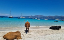 La photo du jour : au Lotu, les vaches sont à la plage