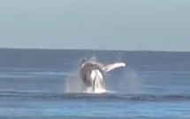 La vidéo du jour : Les baleines font la fête