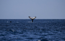 60 rorquals communs observés au large de la Corse