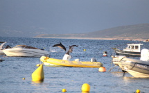 La photo du jour : les dauphins de Campumoru