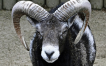 Les mésaventures d'un mouflon de Corse en Wallonie
