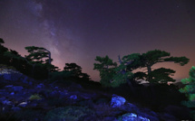 La photo du jour : Les pins Laricio de Bavella sous la Voie lactée
