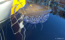 L'image du jour :  Une méduse œuf au plat