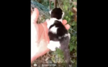 Actes de cruauté sur des animaux en Corse : U Ghjattinu di Corti et 30 millions d'amis déposent plainte