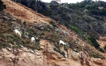 La photo du jour : les chèvres du phare de la Chiappa