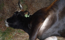  Rovani : Des vaches tuées par un homme à moto