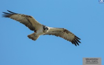 Balbuzard pêcheur de Corse : nouveaux périmètres de protection