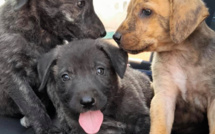 Abandons d'animaux : plusieurs refuges corses pleins à craquer 