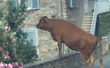 Insolite : la vache… curieuse
