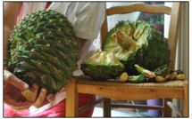 INSOLITE - Une pomme de pin géante tombe à côté de sa voiture à Ajaccio