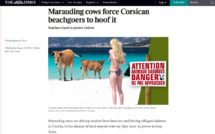 Divagation animale : Quand la presse étrangère s'intéresse aux vaches corses