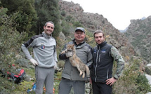 Le chat-renard de Corse s’invite au Congrès Mondial de la Nature 