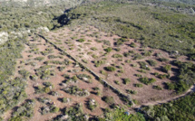 Quand les chasseurs de Haute-Corse s'investissent pour sauvegarder la biodiversité !
