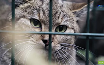 Ghjattu Volpe : la vidéo présentée au congrès mondial de la nature