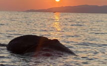 La photo du jour : capu laurosu, u topu s'anegga