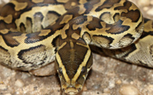 Ajaccio : Un python récupéré dans la rue par les pompiers