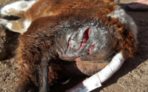 Porto-Vecchio : Les animaux de la ferme de Padula encore visés