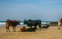 Coti-Chiavari : un rassemblement contre l'abattage des vaches de la plage de Mare É Sole