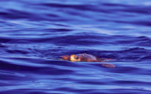 La photo du jour : une tortue marine nage dans les eaux du Cap Corse