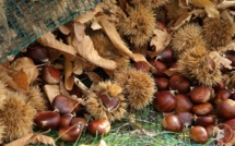 En Corse, après dix ans de Cynips, la production de châtaignes reprend 