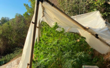 Haute-Corse : les gendarmes trouvent des pieds de cannabis dans le maquis