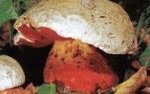  Ne consommez jamais un champignon dont l’identification n’est pas certaine !