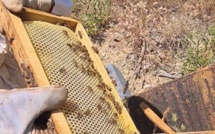 Récolte en chute libre : l'abeille et le miel corse en sursis