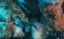 Stéphan Le Gallais : Balade sous-marine à La Revellata