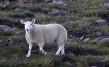 Fièvre catarrhale : Un nouveau foyer à Prunelli di Fiumorbo