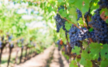 Œnotourisme : un séjour bien-être pour découvrir les vignobles de Figari