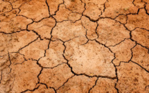 Sécheresse agricole : la chambre d’agriculture de Haute-Corse réclame une cellule de crise