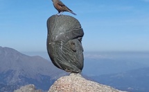 La photo du jour : accenteur alpin au sommet du Renosu