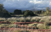 La photo du jour : quand l’étang de Palu se pare de rose fuchsia