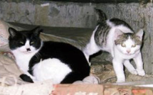 Ajaccio : Une campagne de capture des chats errants du 4 au 20 novembre