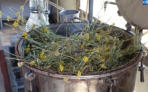 Nepita, erba barona, murza : le maquis corse source d'inspiration pour la création d'huiles essentielles