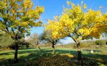 La météo du Lundi 15 novembre 2021 en Corse 
