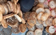 Pollution des plages en Corse : l’Office de l’environnement s'attaque aux biomédias 