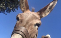 Sumere corsu ou de type corse : attention arnaque !