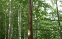 U Cullettivu per a furesta corsa prône des infrastructures fabriquées avec du bois insulaire 