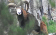 Un second lâcher de mouflons dans le massif de Cagna