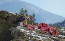  Le Gypaète Barbu, espèce menacée en Corse